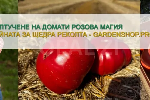 Колтучене на домати Розова Магия – тайната за щедра реколта и перфектен вкус
