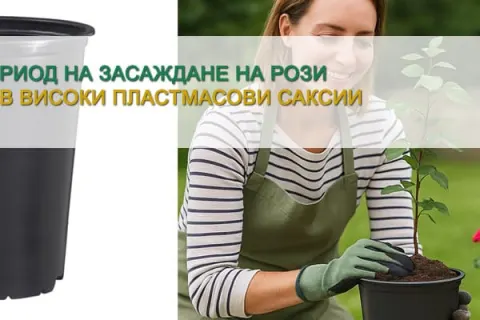 Период на засаждане на Рози във високи пластмасови саксии