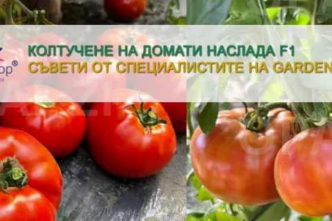 Колтучене на домати Наслада F1 - пълно практическо ръководство