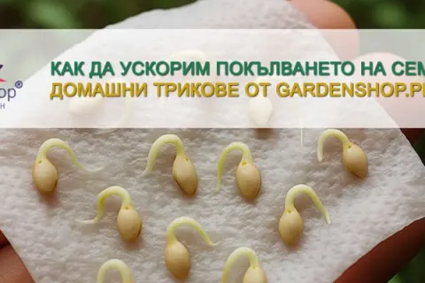 Как да ускорим покълването на семена – домашни трикове