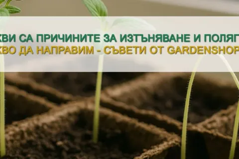 Какви са причините за изтъняване и полягане на разсада и какво да направим?