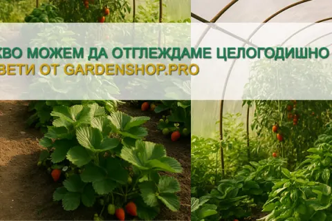 Какво можем да отглеждаме целогодишно в оранжерия?