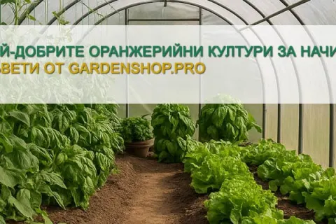 Най-добрите оранжерийни култури за начинаещи