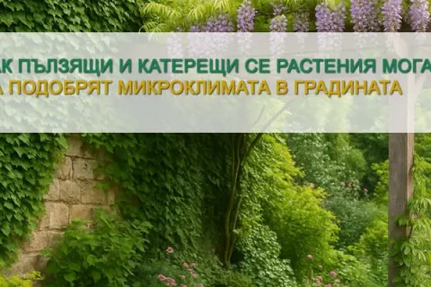 Как пълзящи и катерещи растения могат да подобрят микроклимата в градината?