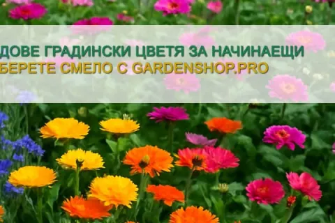 Видове градински цветя за начинаещи – как да започнете с увереност и радост