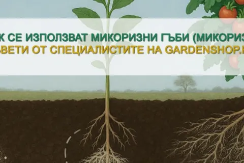 Как се използват микоризни гъби (микориза) при отглеждане на всякакви растения