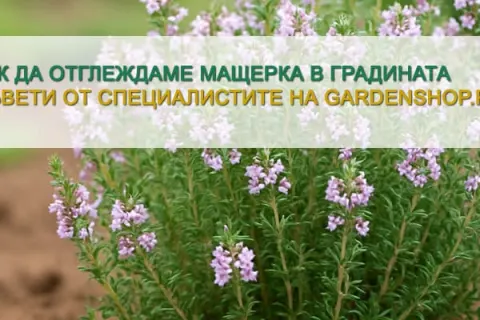 Как да отглеждаме мащерка в градината