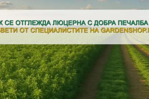 Как се отглежда люцерна с добра печалба