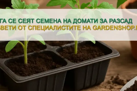 Кога се сеят семена на домати за разсад