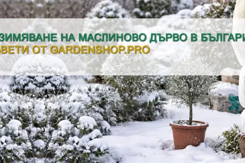 Зазимяване на маслиново дърво в България - практични съвети