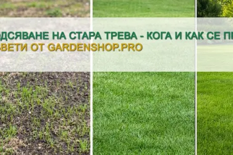 Подсяване на стара трева - кога и как се прави