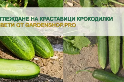Отглеждане на краставици Крокодилки