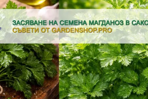 Засяване на семена магданоз в саксия