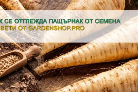 Как се отглежда Пащърнак от семена