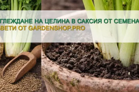Отглеждане на целина в саксия от семена