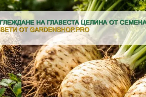 Отглеждане на главеста целина от семена