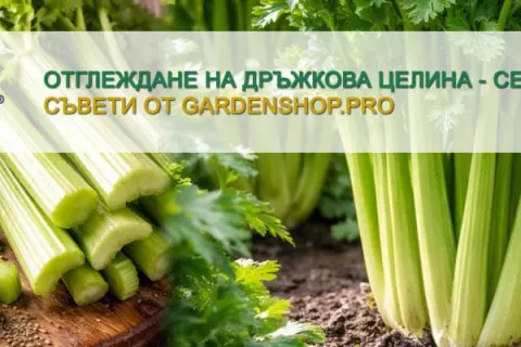 Отглеждане на дръжкова целина (стъблена целина или селъри)