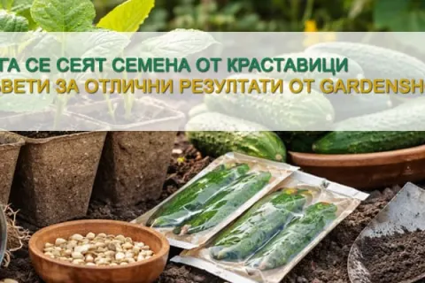 Кога се сеят семена от краставици