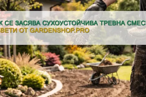 Как се засява сухоустойчива тревна смеска