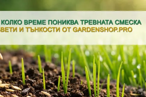 За колко дни пониква тревната смеска и защо понякога „се бави“