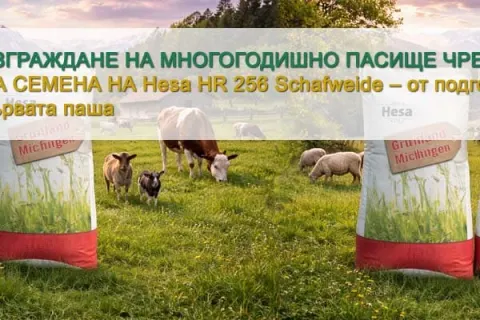 Изграждане на многогодишно пасище чрез засяване на семена Hesa HR 256 Schafweide – от подготовката до първата паша